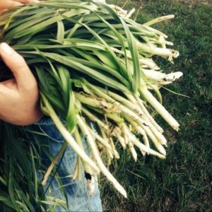 Por Divji Svež 100 g - samo osebni prevzem na Manžanu ali v Ljubljani