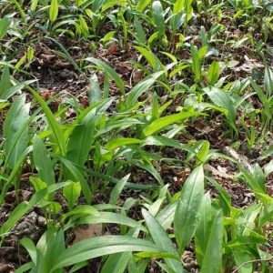 Čemaž -Divji Česen 100 g