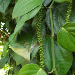 Delavnica - Uporaba Šrilanških Začimb  V Vsakdanjem Življenju