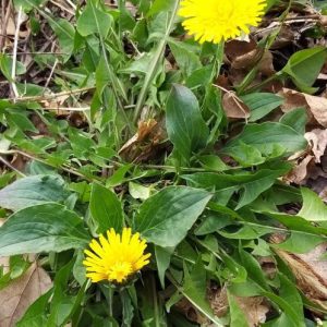 Delavnica - Divja Šparga , Ostali Divjaki In Tartufi