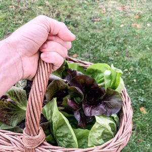 Radič V Šopkih 100 g