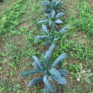 Listni Ohrovt V Prahu 25  g