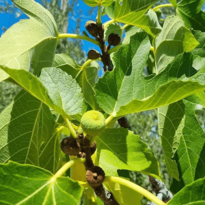 Sirup Figovih Listov Z Lubenico 250 ml