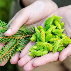 Kis s Smrekovimi Vršički